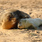 Atlantic Grey Seal