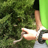 Western terrestrial (wandering) garter snake