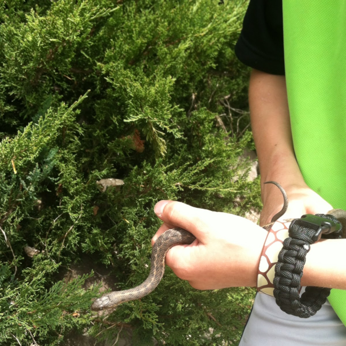 Western terrestrial (wandering) garter snake