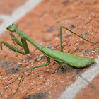 False Garden Mantid