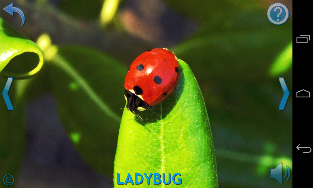 Kids Learn About Animals Android Apps on Google Play