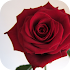 Choice of Romance4.0.0