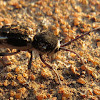 Flat-faced longhorn beetle