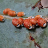 Eucalyptus scale insects
