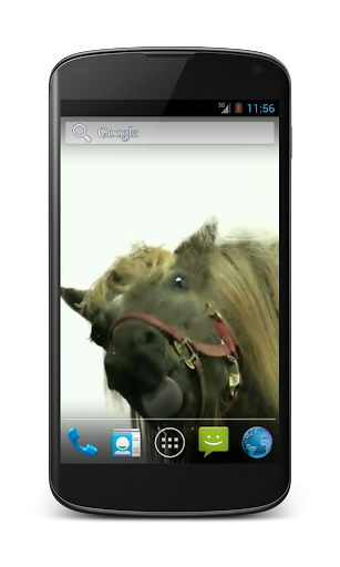 【免費個人化App】Horses lick screen Video LWP-APP點子