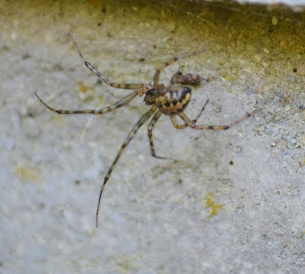 False house button spider | Project Noah