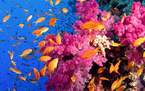Fish Wallpaper Screenshots 11