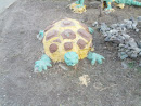 Черепаха На Земле
