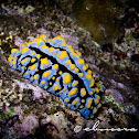 Varicose Phyllidia Nudibranch