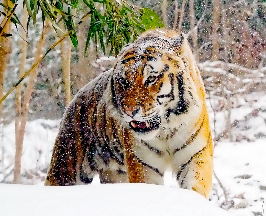 by John Larson - Animals Lions, Tigers & Big Cats