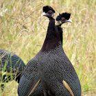 Crested guineafowl