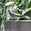 Turtle Dove; Tórtola Común