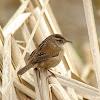 Marsh Wren