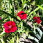 Red Dianthus