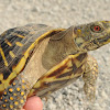 Ornate box turtle