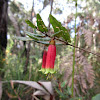 Native Fuchsia