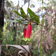 Plants of South Eastern Australia