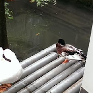 卓也小屋 三義渡假園區