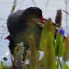 Common Gallinule (with chick)