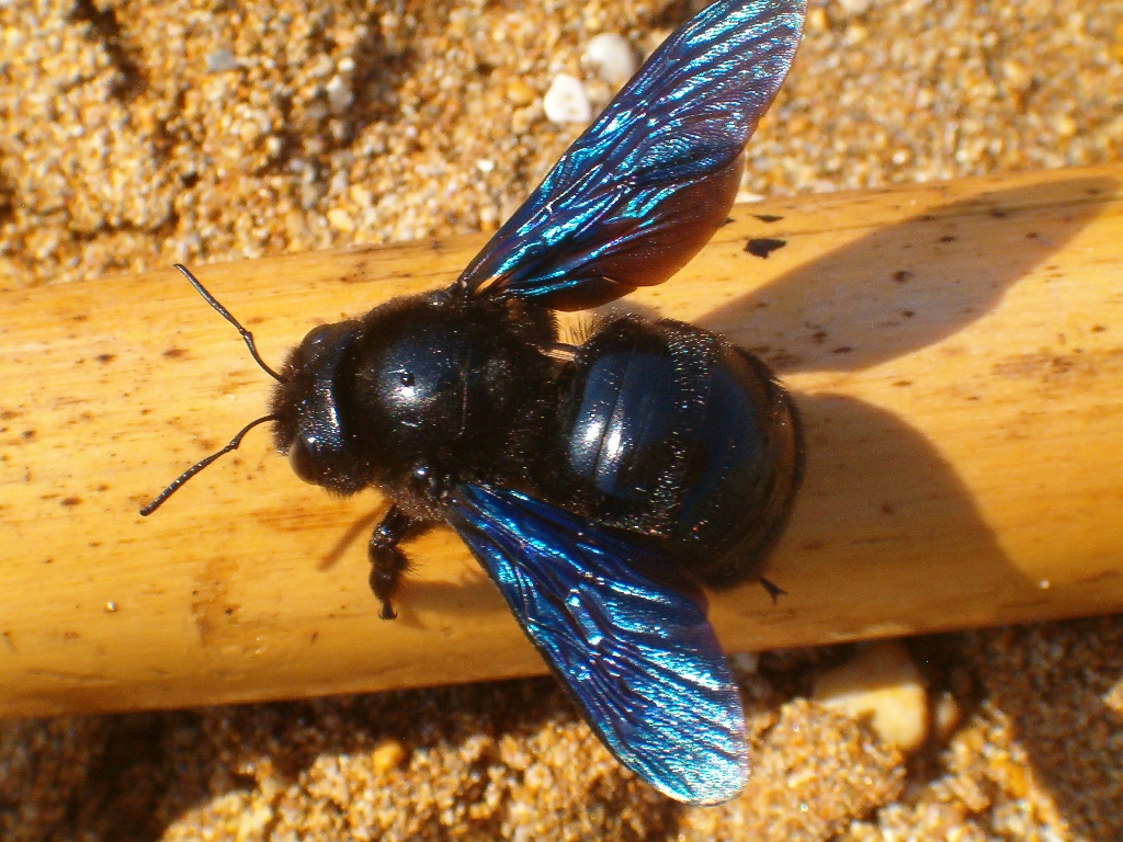 Violet carpenter bee (Μέλισσα Ξυλουργός)