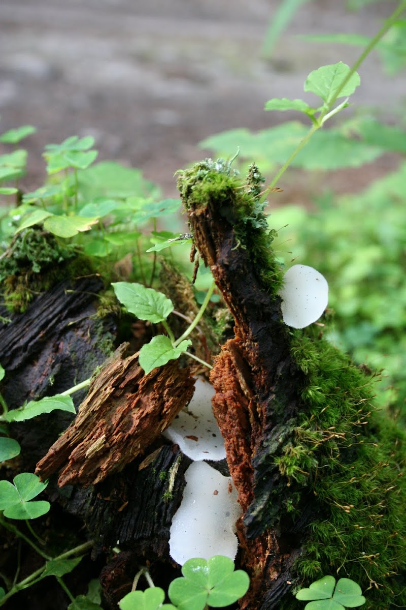 White Jelly Mushroom