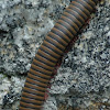 Worm Millipede