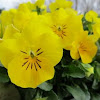 Yellow Pansy Violets 
