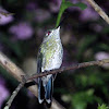 Green-crowned brilliant (female)