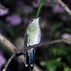 Green-crowned brilliant (female)