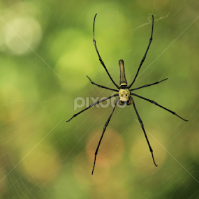 Spider by Johan Lithun - Animals Insects & Spiders