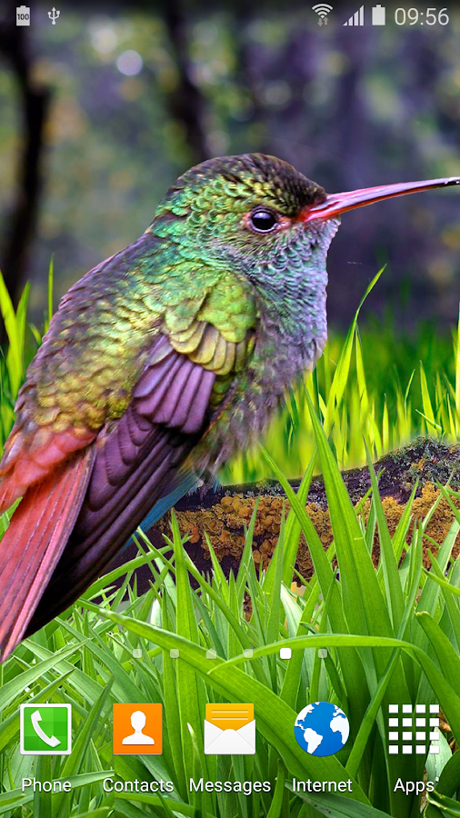 Hummingbirds Live Wallpaper Android Apps on Google Play