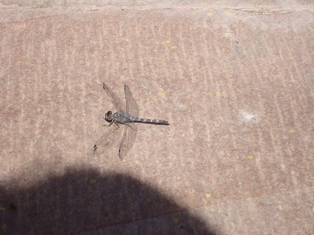 Dragonfly / Vretence