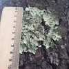 Green Sheild Lichen
