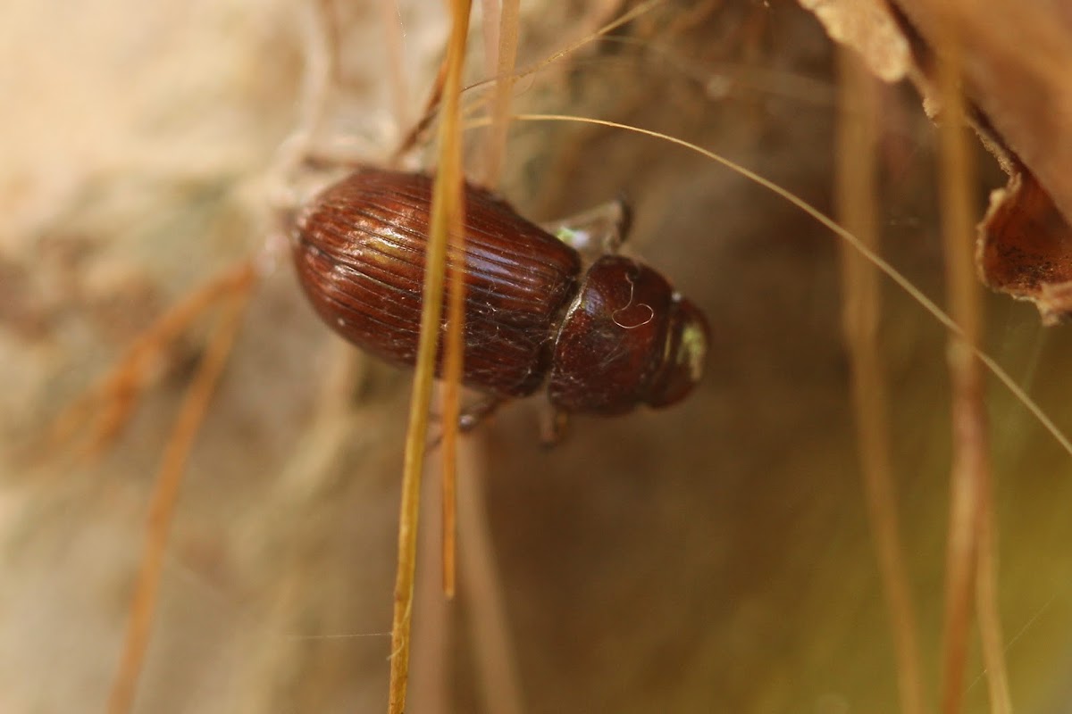 Aphodiine Dung Beetle