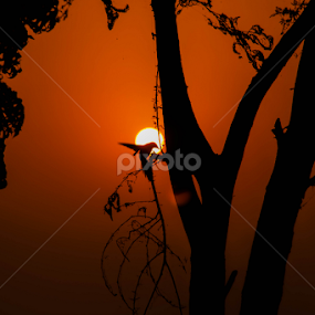 Voila & I fly by Shobhit Tiwari - Animals Birds