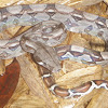 Red-Tailed Boa