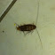 Common cockroach