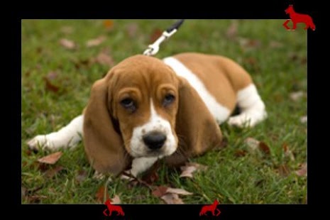 my first dogs Screenshots 11