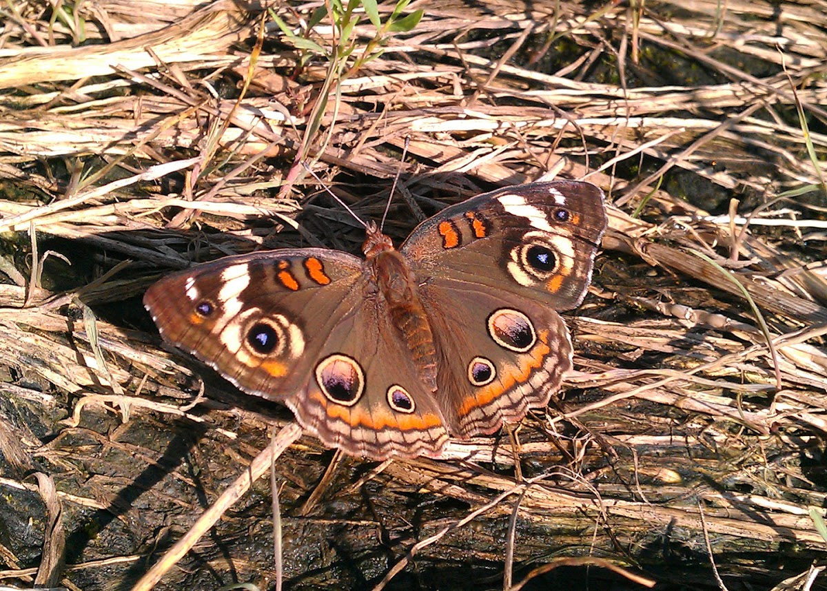 Common Buckeye