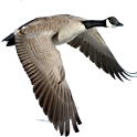 Waterfowl Call logo