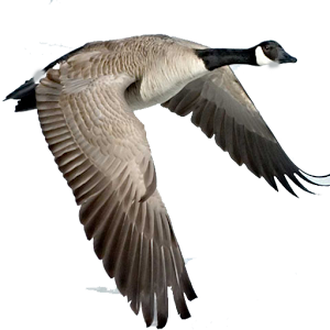 Waterfowl Call.apk 1.8