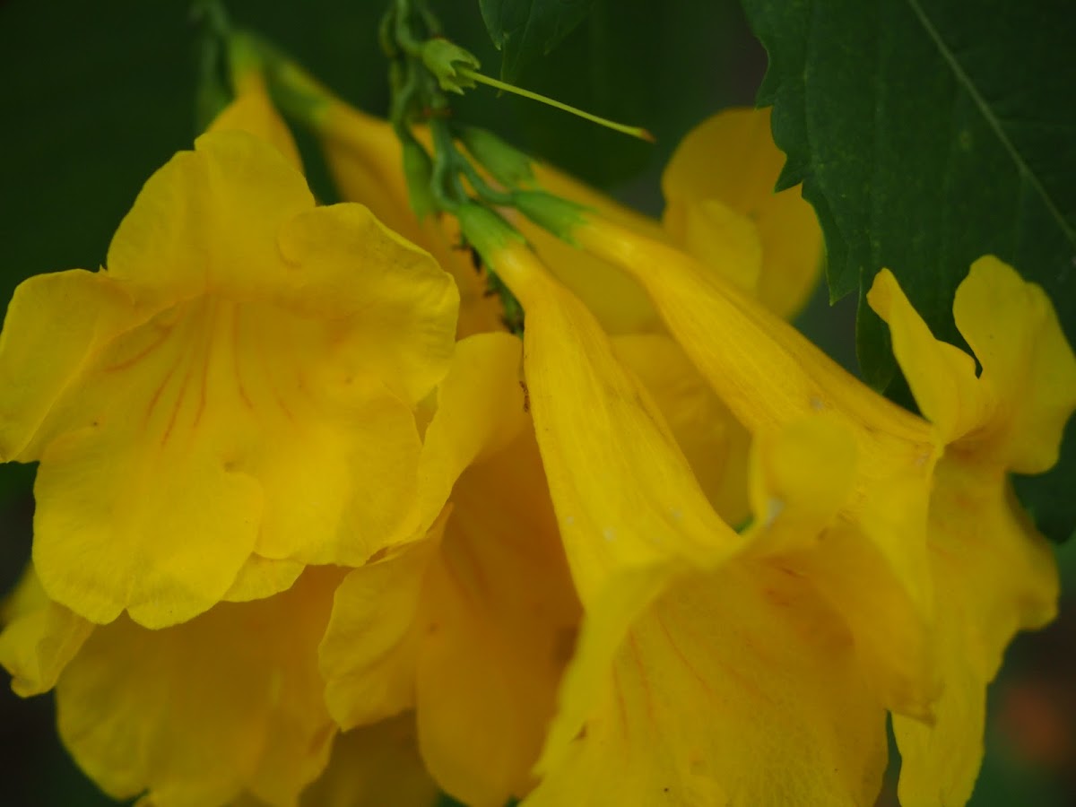 Yellow bells / Yellow trumpet bush