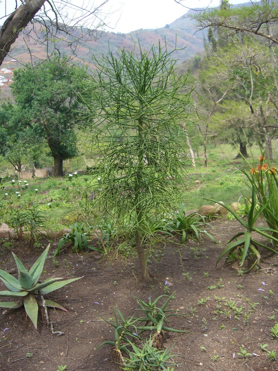 Rubber Hedge Euphorbia