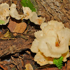 Leafy Mushroom