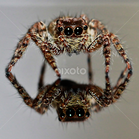 by Hernawan Safari - Animals Insects & Spiders