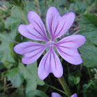 Common Mallow