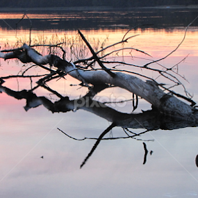 snag by Darius Morgendorfer - Landscapes Sunsets & Sunrises