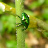Metallic Green Weevil