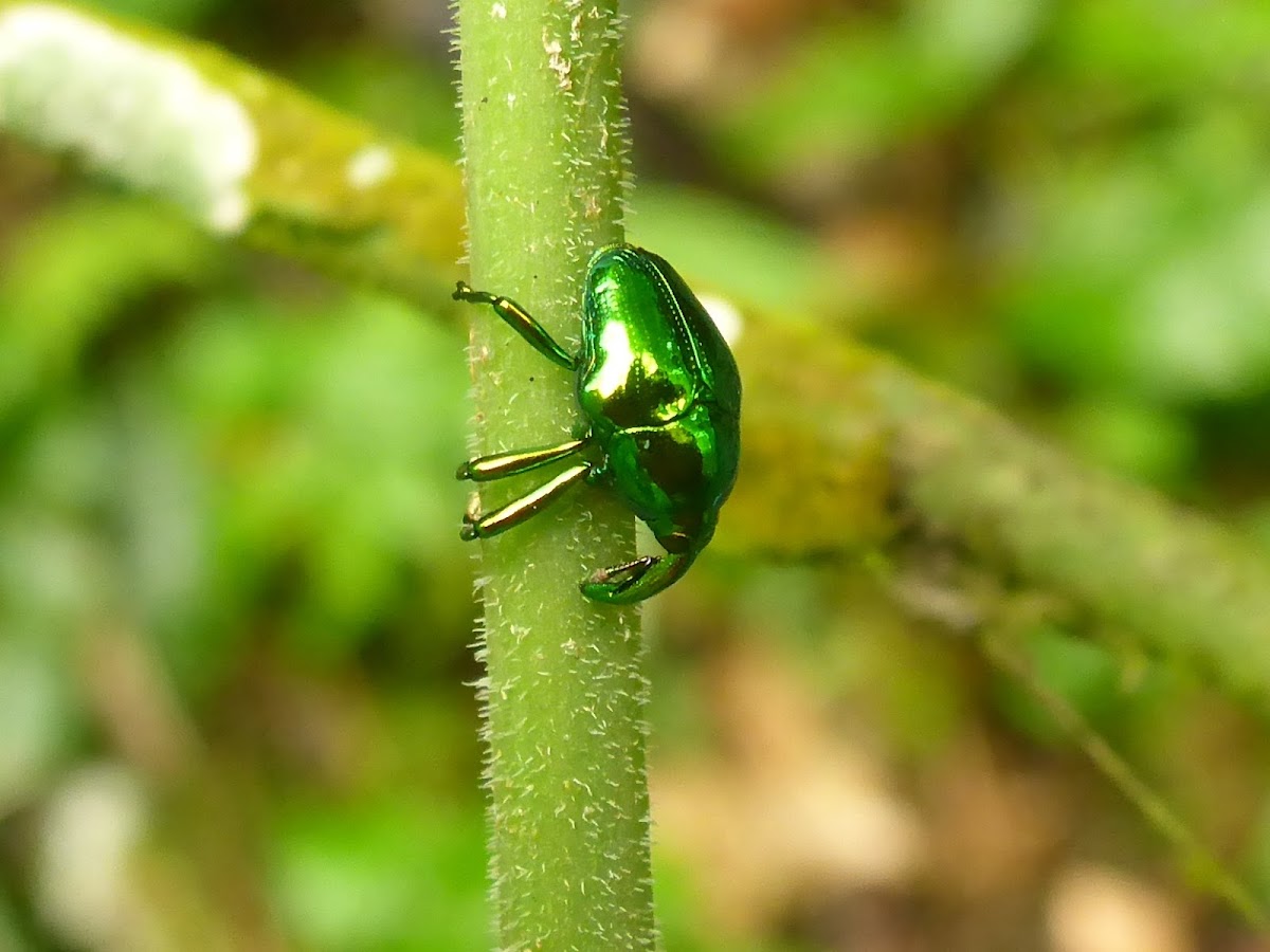 Metallic Green Weevil