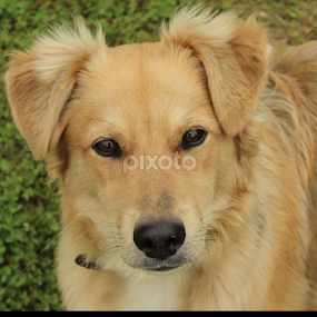 Lobo the charmer  by Aleksandra Ivanković Mazzuka  - Animals - Dogs Portraits